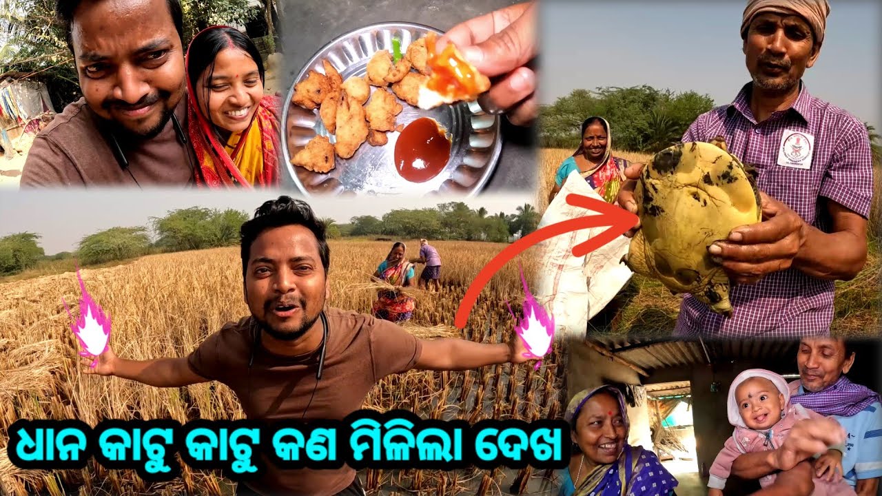 ଧାନ କାଟୁ କାଟୁ କଣ ମିଳିଲା ଦେଖ 😱 || Village Lifestyle Vlog || Odia Family Vlog || Sudhansu Amita Vlog 