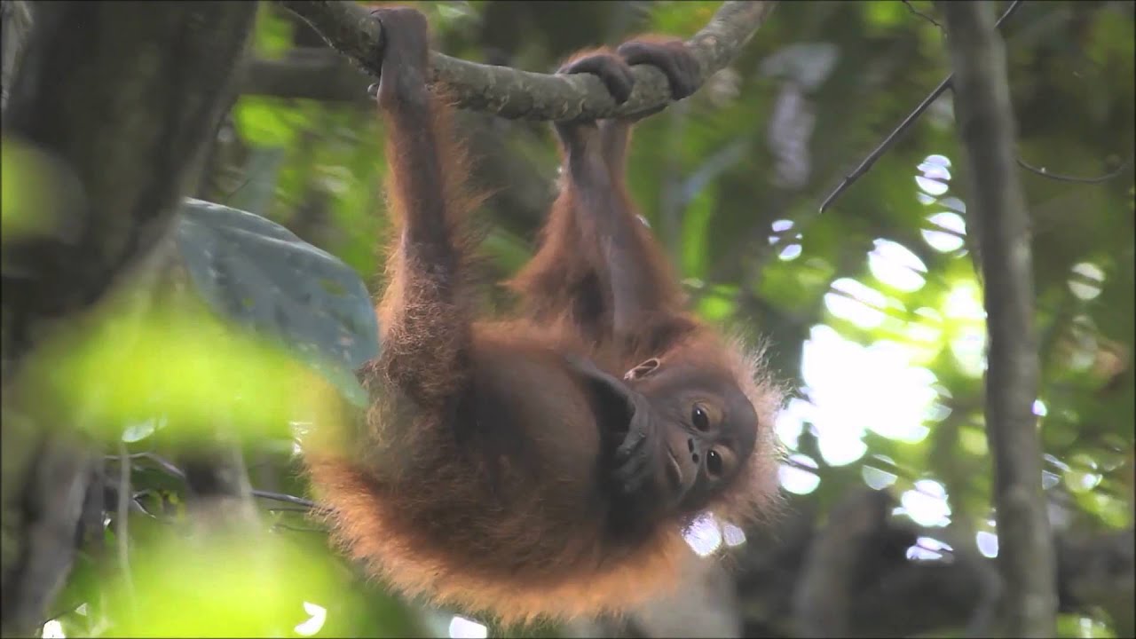 WWF ITALIA: Mai più cuccioli orfani
