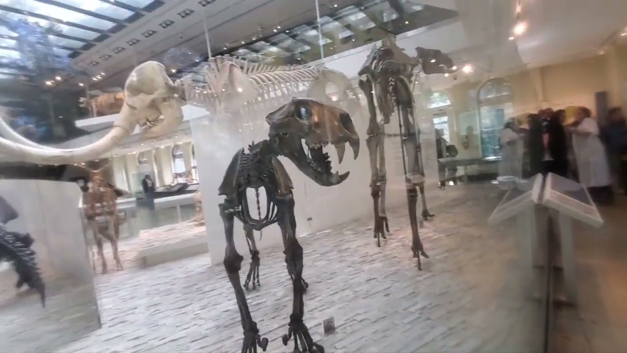 The American lion (Panthera atrox) lived alongside Sabertooth Tigers(Smilodon) #sabertoothtiger