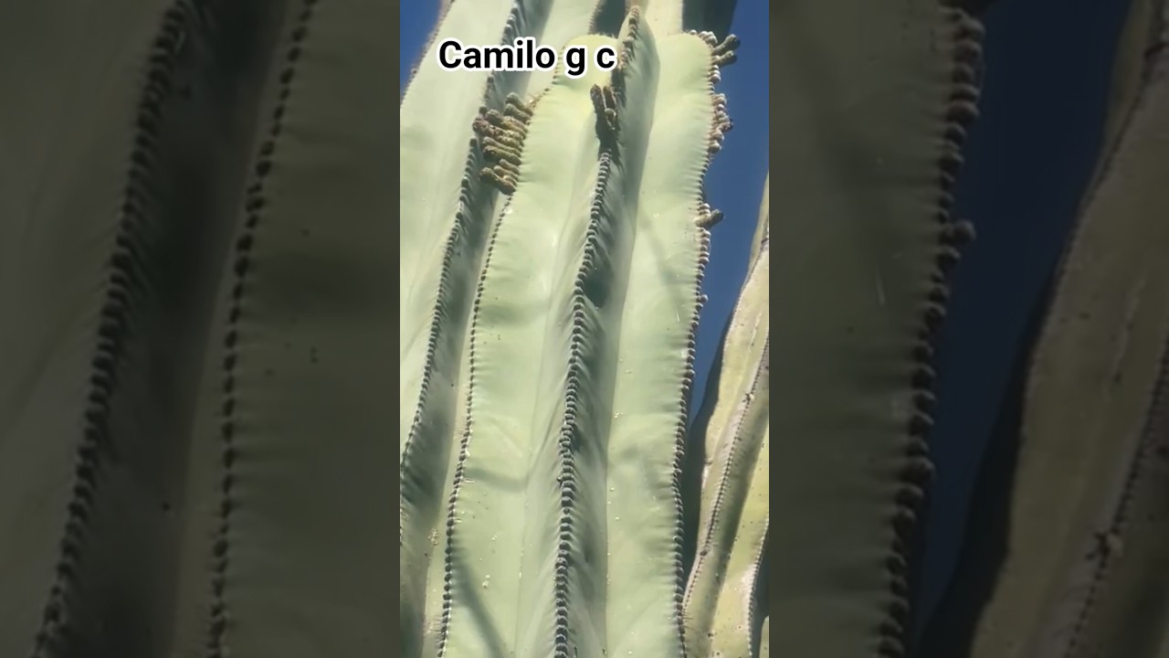 Los &oacute;rganos de colmenillo son estos, amig@s.