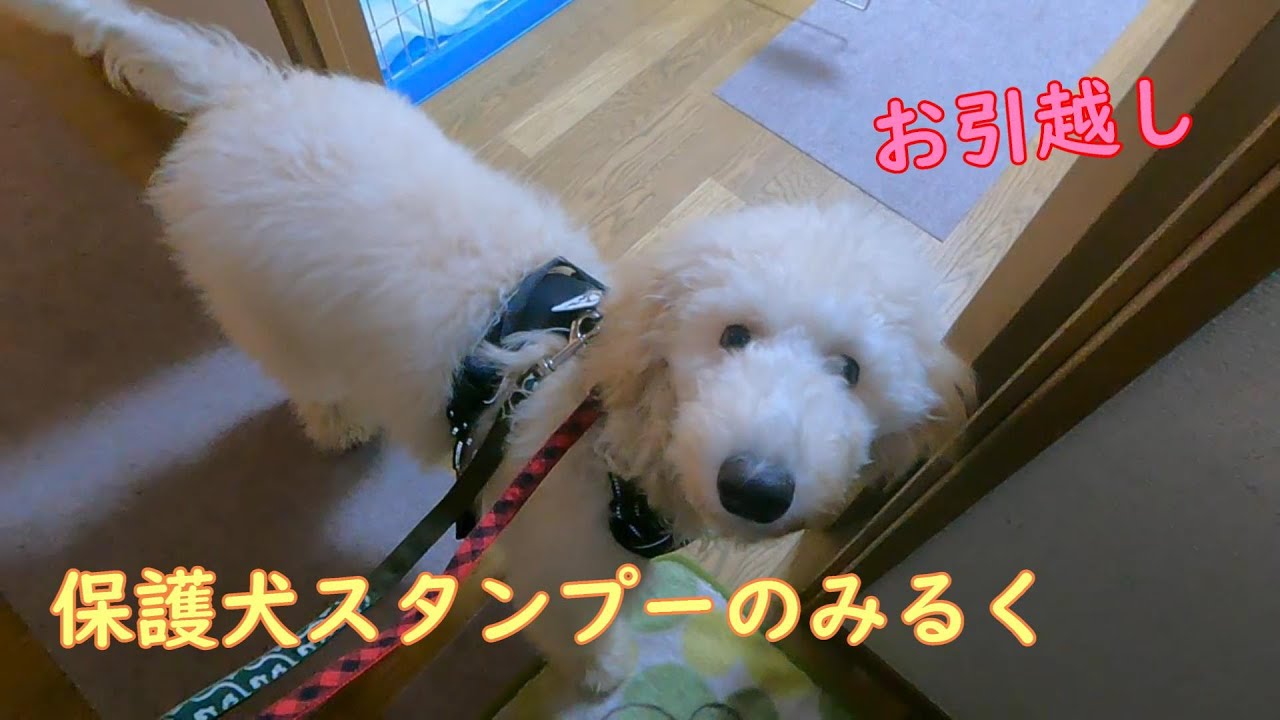 保護犬スタンプーのみるく　お引越しします！