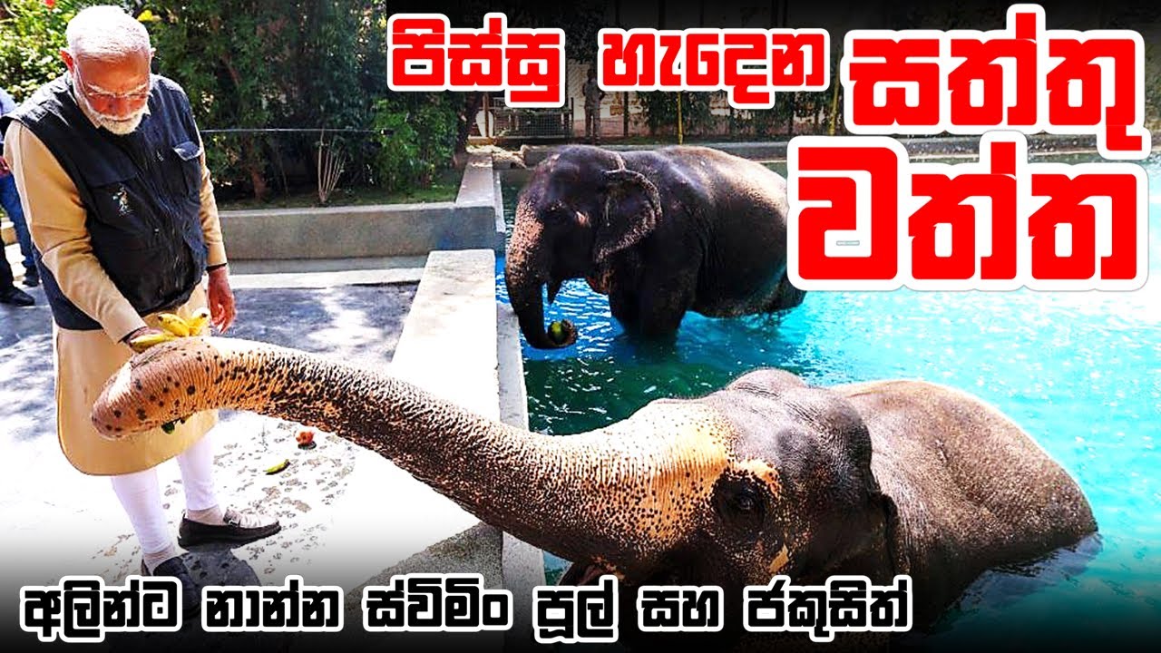 තරුපහේ හෝටලයක් වැනි අම්බානිලාගේ සත්තු වත්ත - වැන්ටාරා | Vantara: World’s Largest Private Zoo