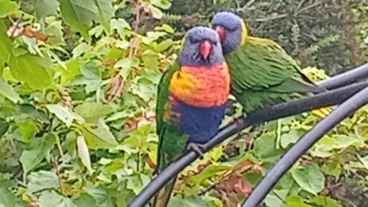 Lorikeets love  ❤️  eating at our house .its party time.