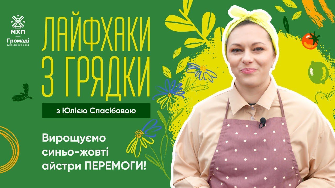 Мінімум мороки: як захистити айстри від чорної ніжки? | “Лайфхаки з грядки” від блогерки-городниці