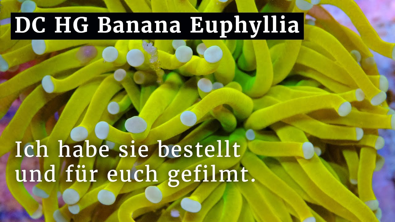 Dreamcorals Holy Grail Banana - die teuerste Euphyllia? Ich habe sie bestellt und für euch gefilmt.