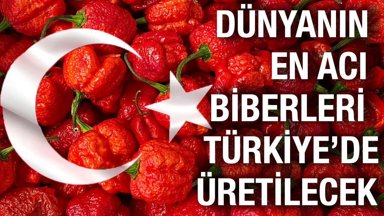 DÜNYANIN EN ACI BİBERİ TÜRKİYEDE YETİŞECEK! Carolina Reaper Türkiye - Orjinal Carolina Reaper Tohumu