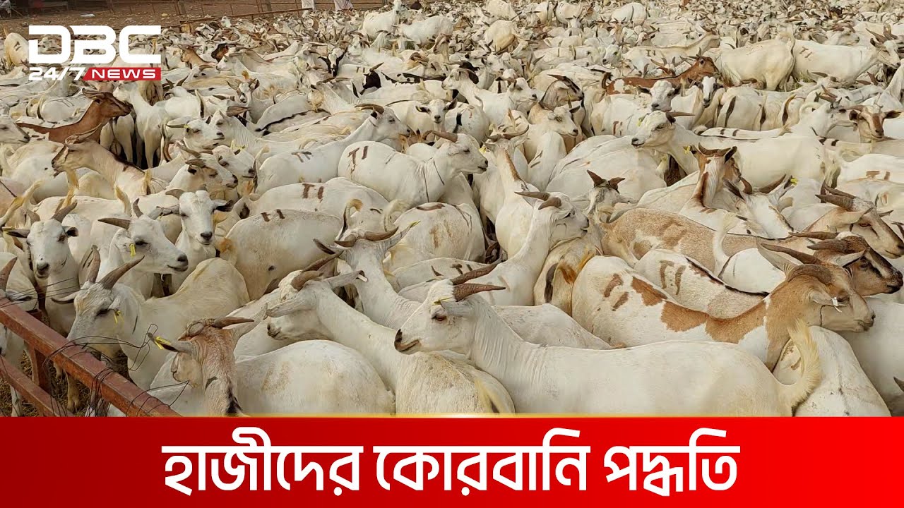 সৌদি আরবে গরু-ছাগল-দুম্বার হাট | DBC NEWS Special
