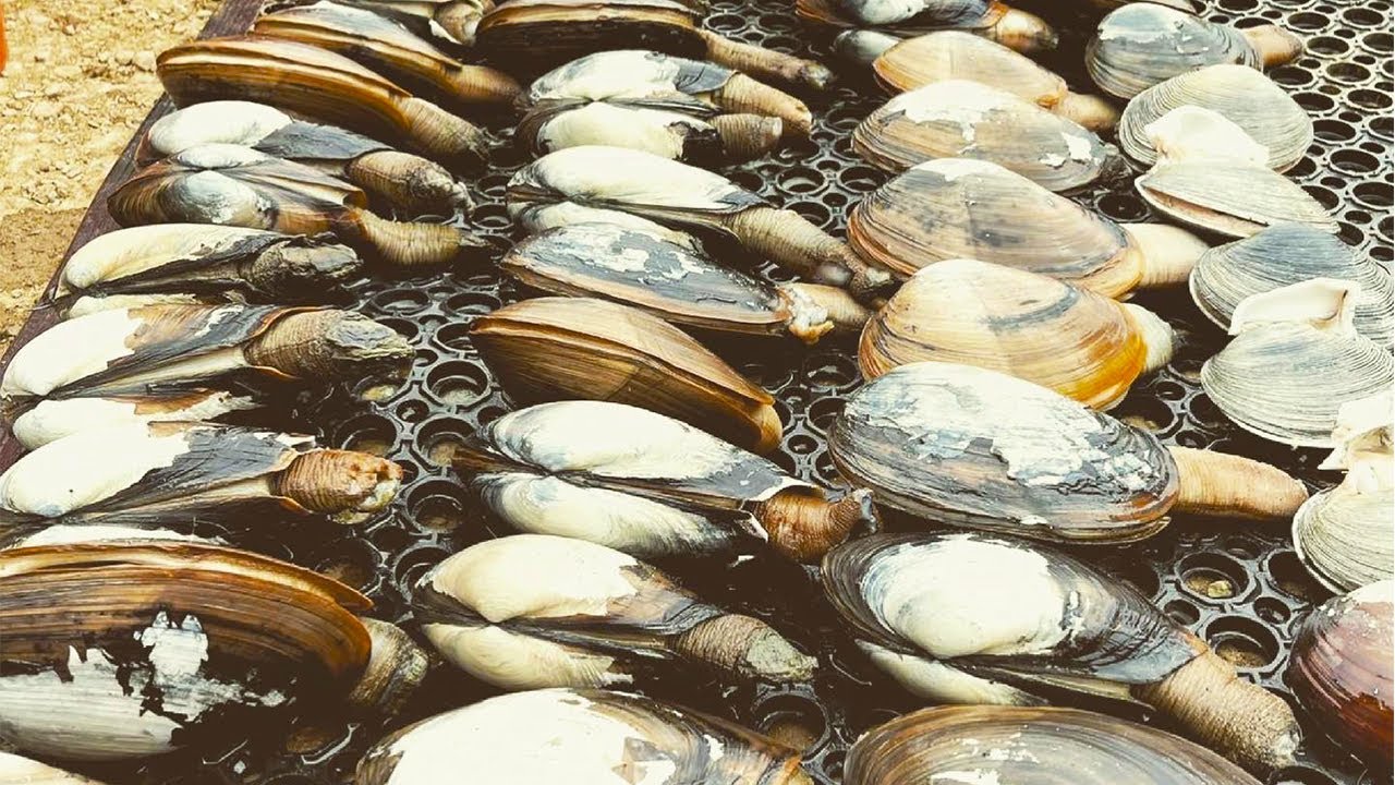 Horseneck (Gaper) Clam Digging and How To Prepare Them! Catch and Cook