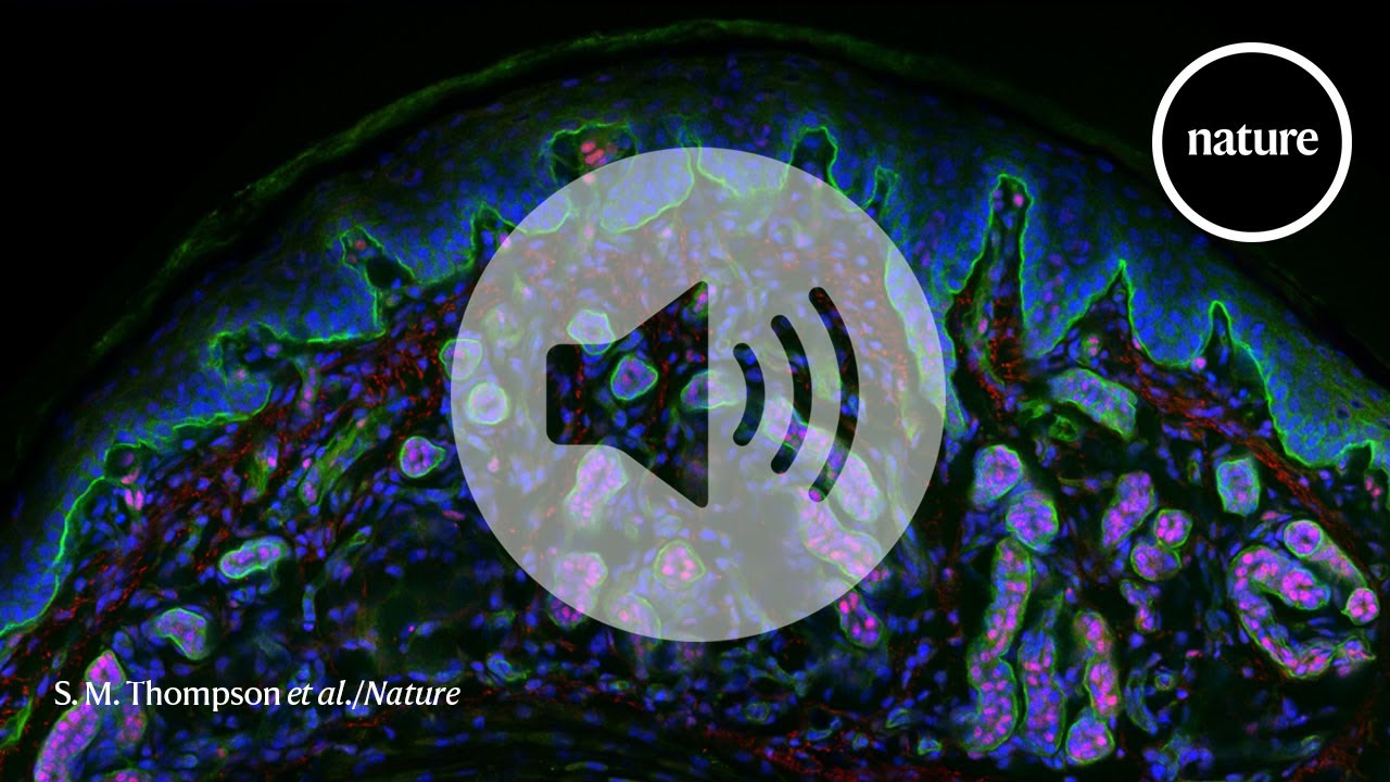 These mysterious ridges could help skin regenerate