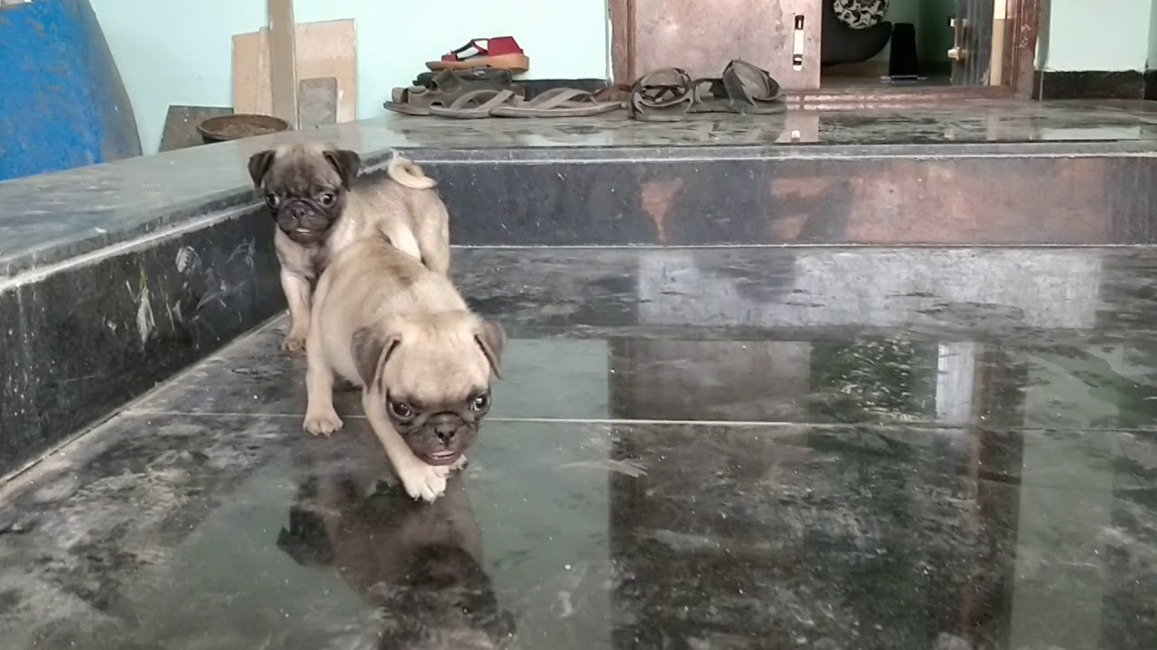 ARM DOG KENNEL : Show Quality Healthy Pug Puppies Available for sale Contact 7775051999