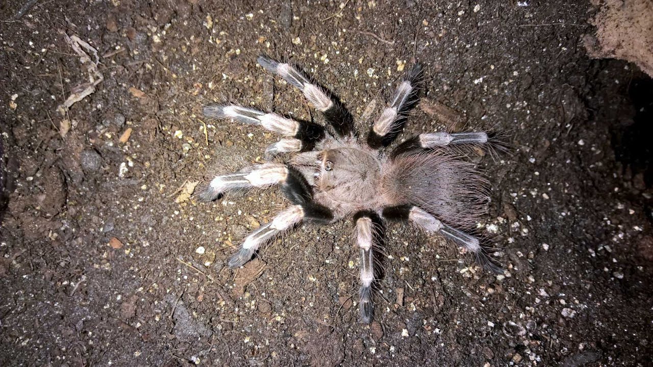 Nhandu chromatus 