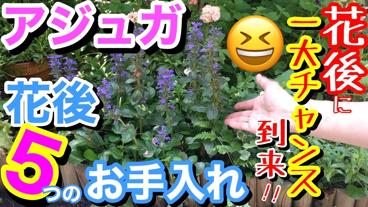 【宿根】アジュガの花後の5つのお手入れ👋/ アジュガを100倍楽しむなら、花後の時期を逃すな‼️/ 1番簡単に増やせる時期も花後、株を元気に保つには〇〇を調整するべし😎【ガーデニング】
