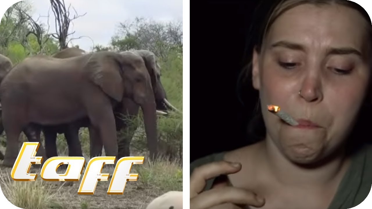 ELEFANTENKOT RAUCHEN? – Ausbildung zum Ranger in Afrika | Teil 2 | taff | ProSieben