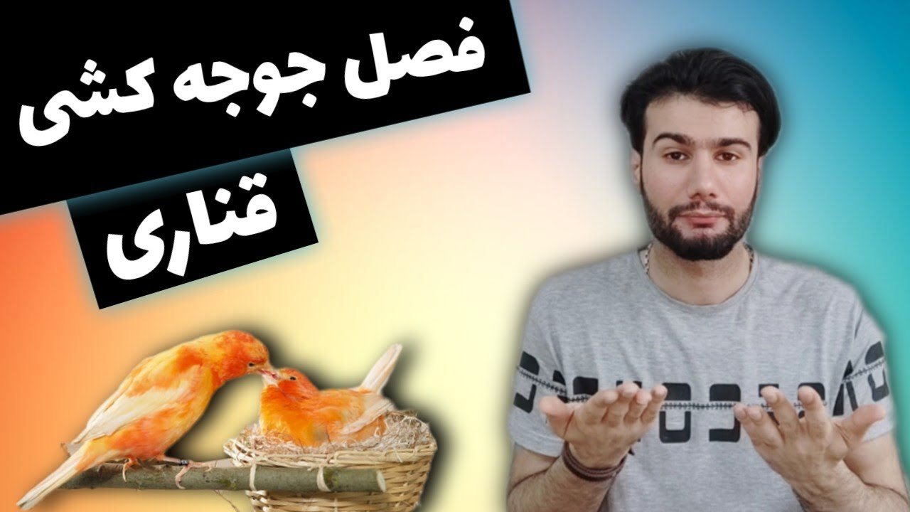 فصل جوجه کشی قناری چه زمانی هست