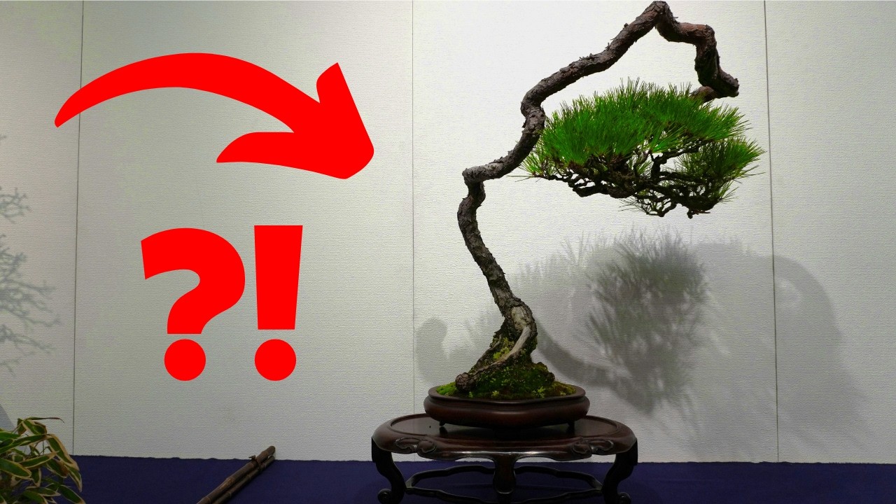 How Almost Nothing Became Bonsai