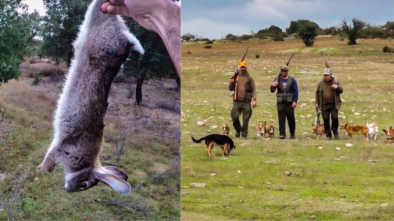 Ca&ccedil;a aos coelhos de salto - Temporada 2018/2019. Cap&iacute;tulo 5.