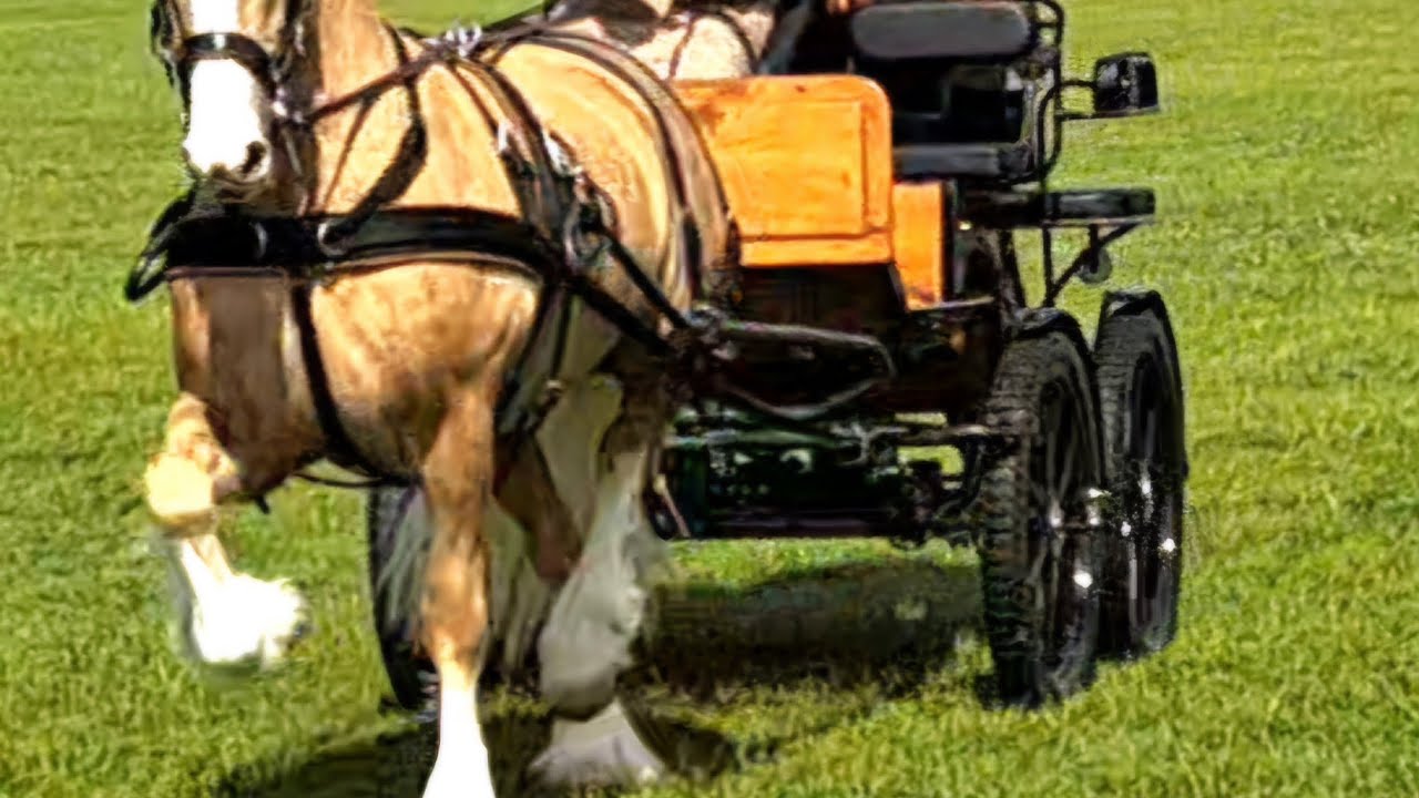 Eastern Welsh Pony and Cob Association 2025 private drive exercise class