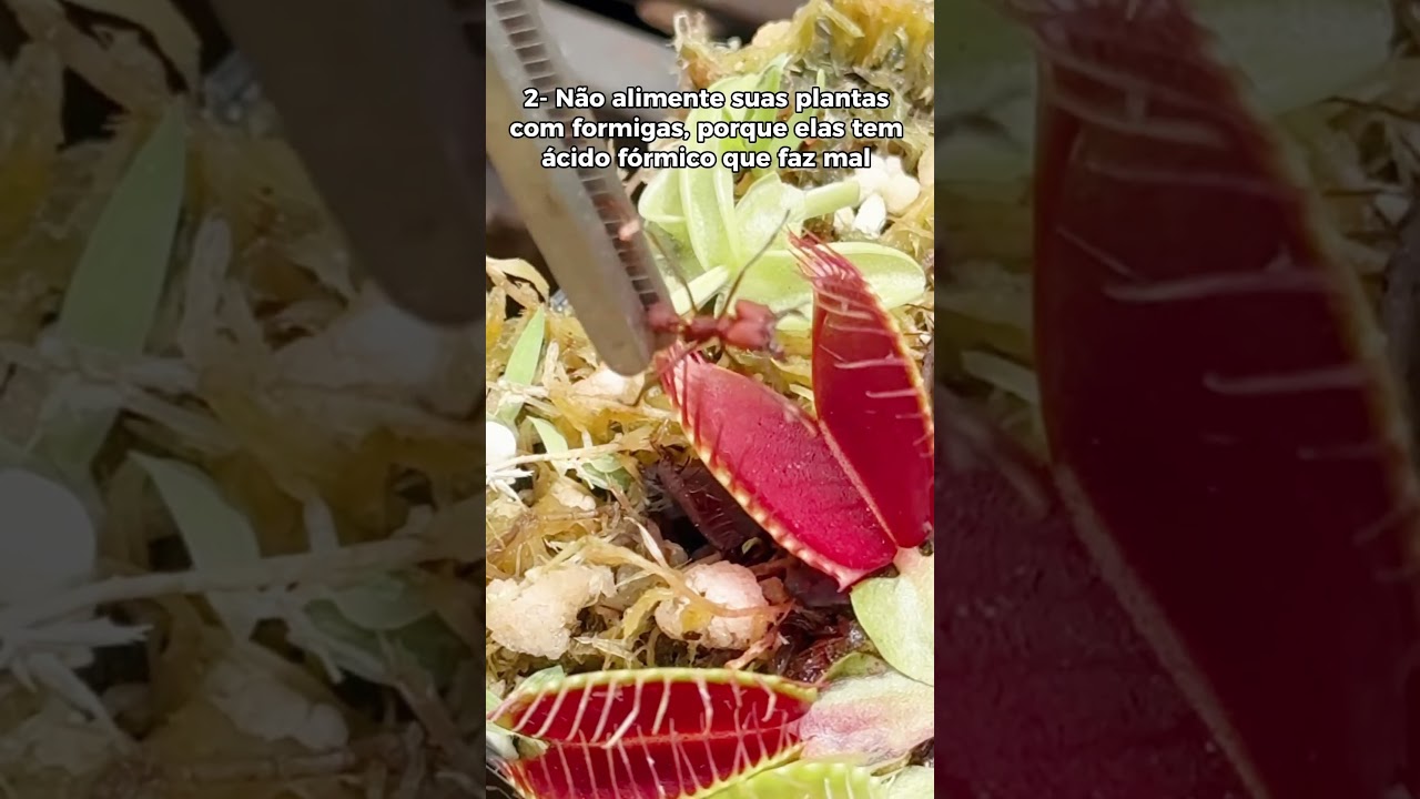 3 dicas para cultivar sua planta carnivora #dionaea #plantacarnivora #carnivorousplants #planta