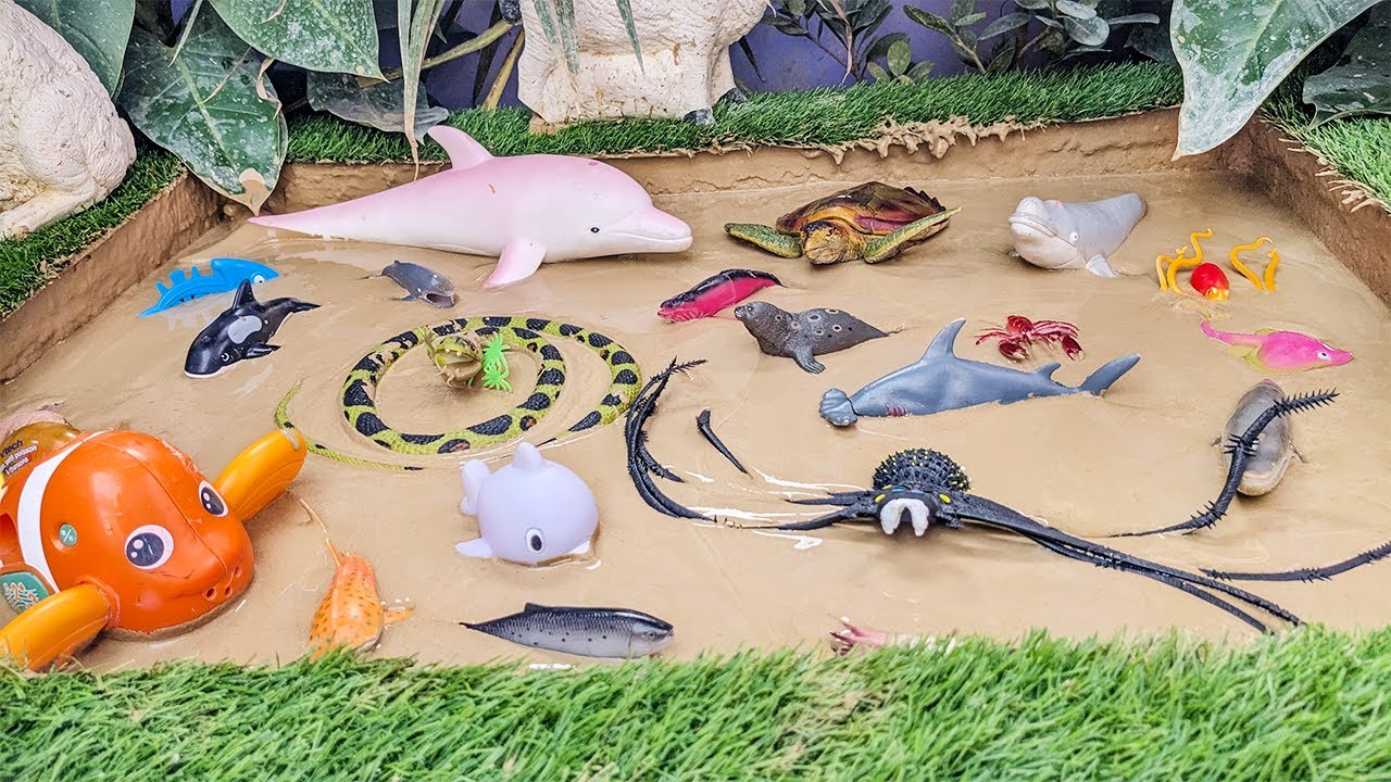 Big Friendly Dolphin Cobra Snake Black Spider Clown Fish Turtle Sea Animals Stuck in Sandbox