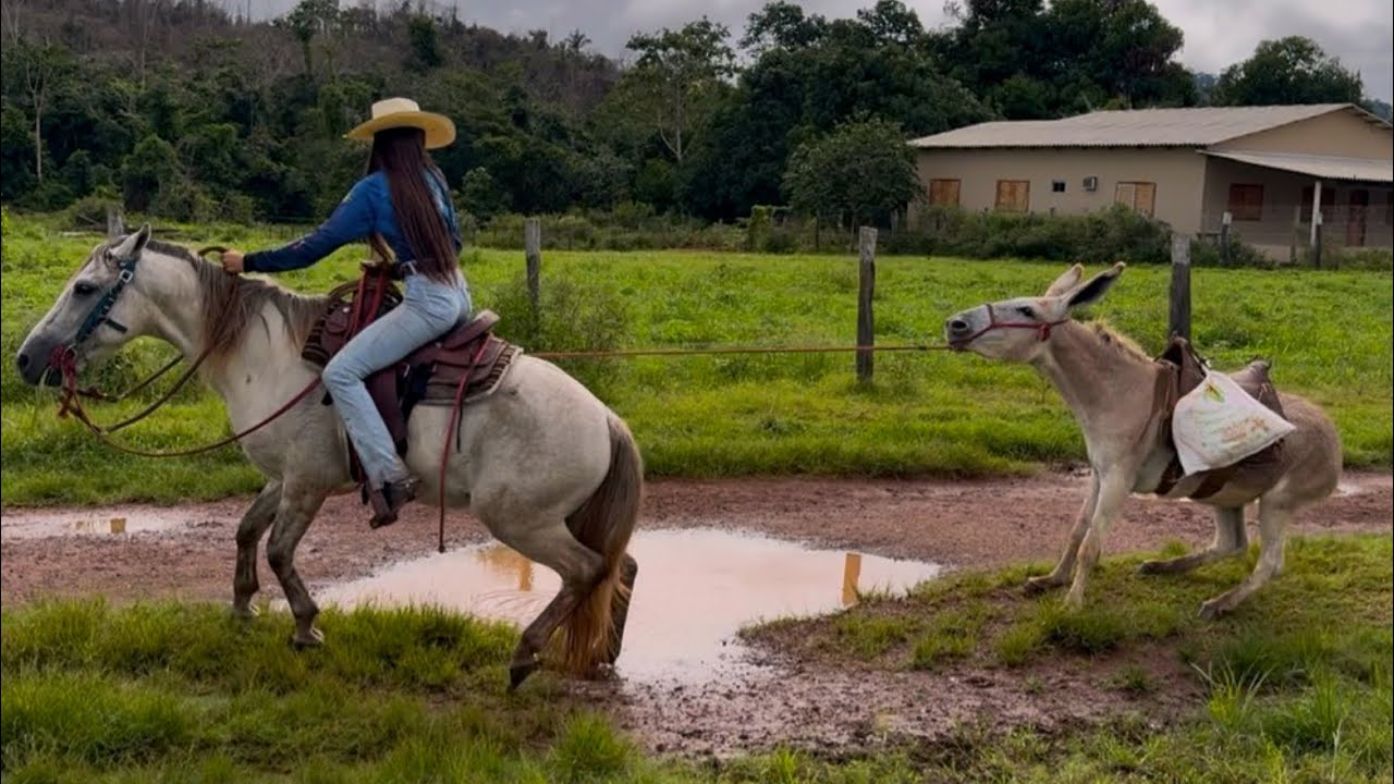 COLOCAMOS A JUMENTA PARA CARREGAR SAL 😂