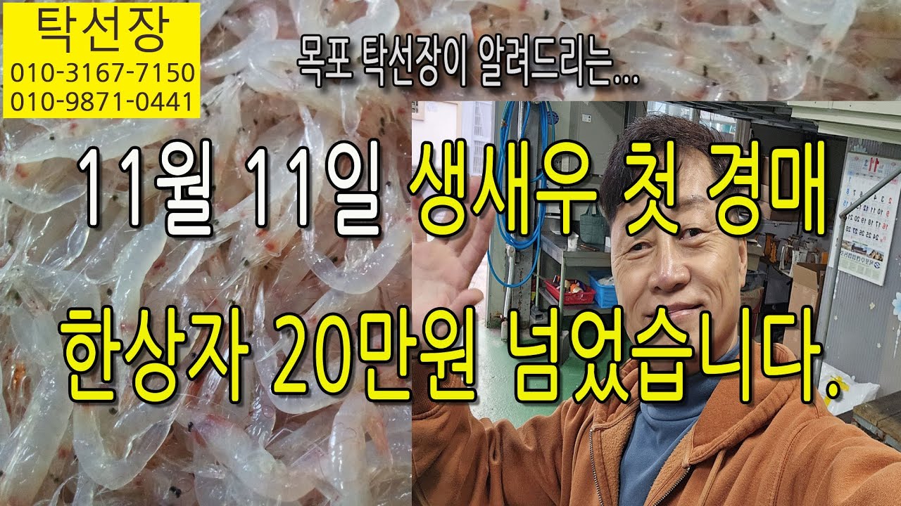 2025년 11월 11일, 동백하 생새우 첫 경매 하였습니다. (탁선장 목포 남도농수산 010 3167 7150. 010 9871 0441)