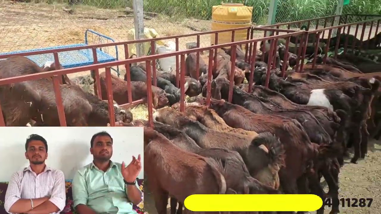 Maitri Goat Farm Rui Koregaon Satara Boer Cross Osmanabadi#Cutting Market Sirohi For Eid Market
