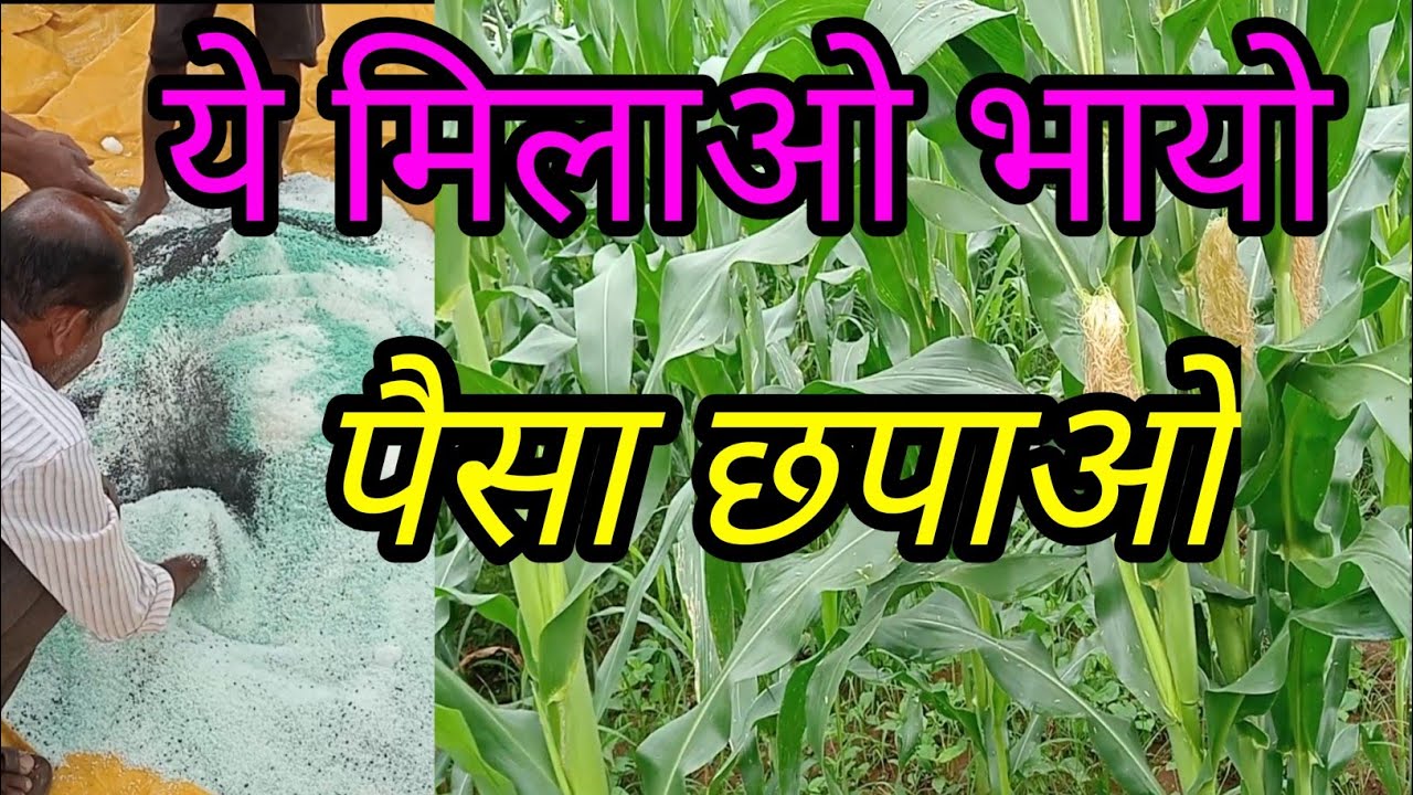 🤫मक्का फसल में अन्तिम खाद डालने तरीका, ओर खाद की मिलावट।।