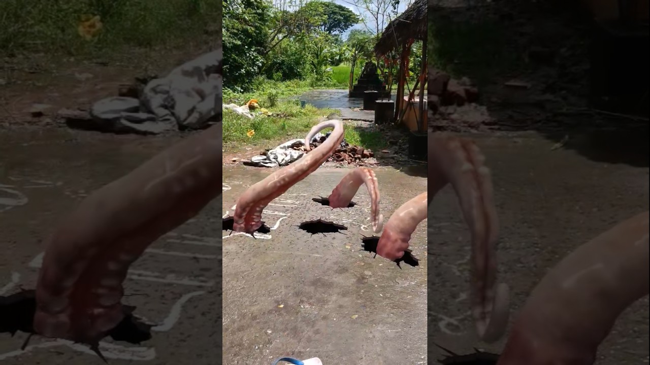 wolf in village part 830😱 #wolf #wildlife #relaxinwolf #forest #nature #shortsviral