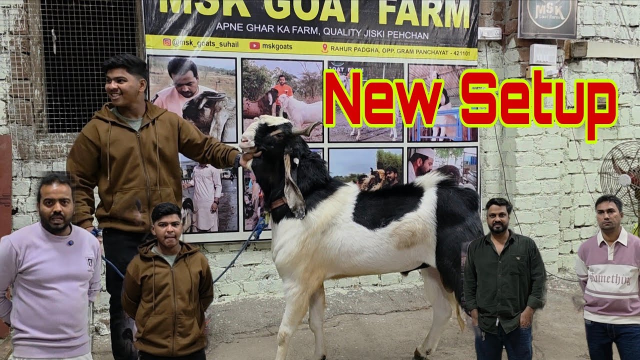 Bakre Baap Bangaye Aur Farm Bada Baap Bangaya | MSK Shifted To Padgha | Ghar Jaisa Farm | New Cages.