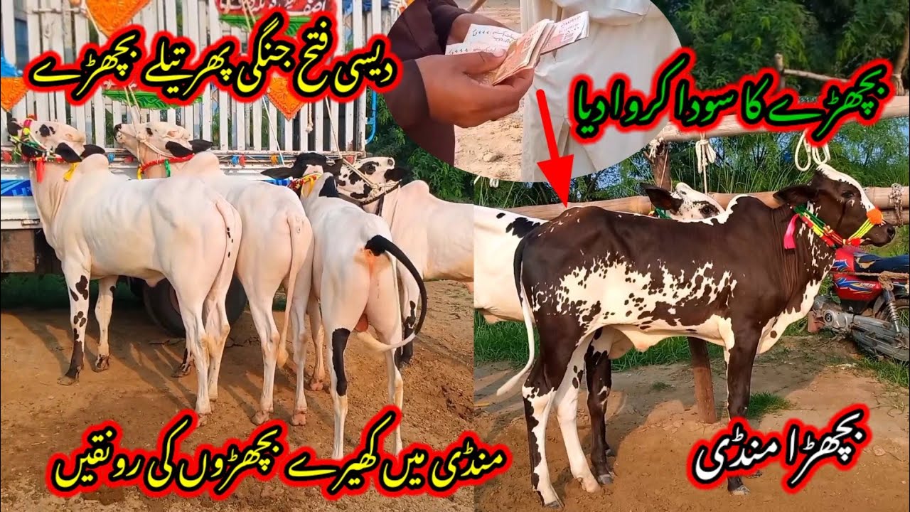beautiful dhani dasi  Miy breed cow calf rates in Talagang Mandi new update/Fated Jang Bulls rates/