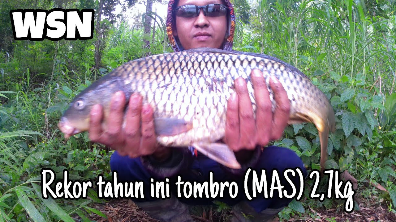 Maser Ikan Tombro Babon 2.7kg ‼️ Waduk Selorejo Ngantang 