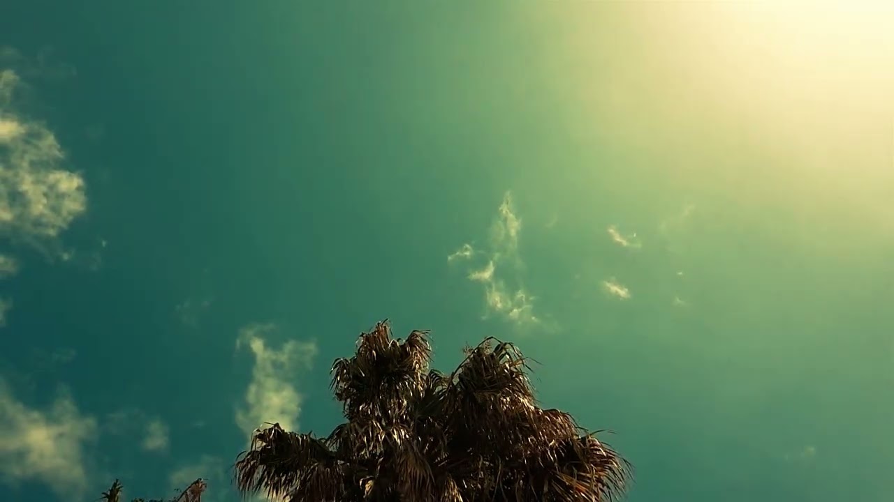 Palm Tree in the Wind - 3 Hours Sky & Nature Ambience