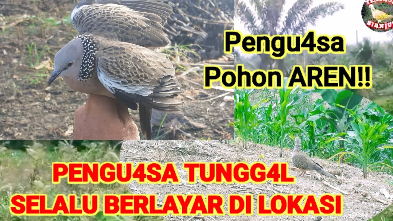 🔴PENGUAS4 TUNGG4L‼️SELALU BERLAYAR DI LOKASI|| PENGUAS4 POHON AREN#@TekukurSianjur
