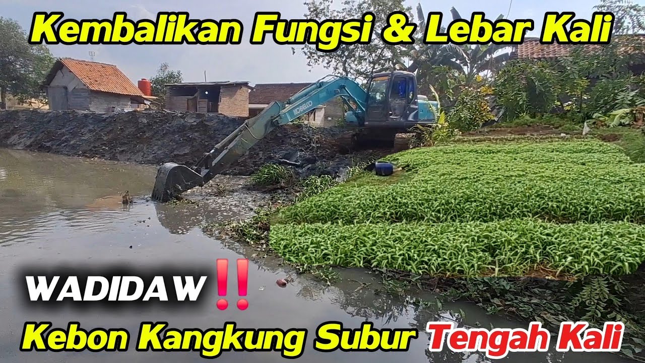WADIDAW‼️ Kebon Kangkung Subur Tengah Kali || Kembalikan Fungsi & Lebar Kali #dedimulyadi #kdm