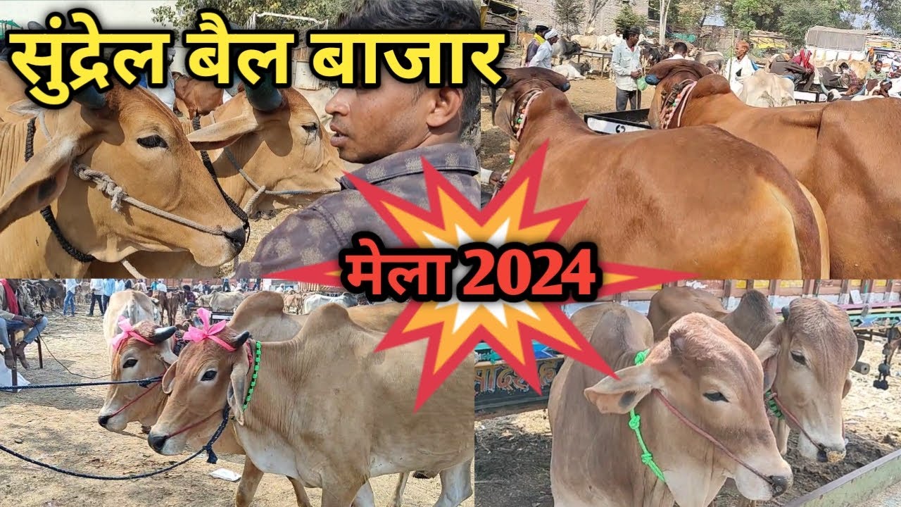 👌#सुंद्रेल_बैल_बाजार में आने लगी बहुत बढ़िया बैल जोड़ियां || सुंद्रेल मेला 2024 || Sundrel Bajar 👍