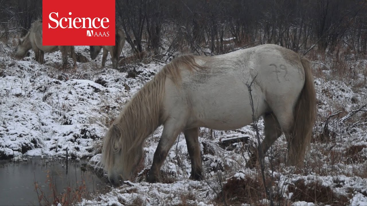 Pleistocene Park: Born to rewild