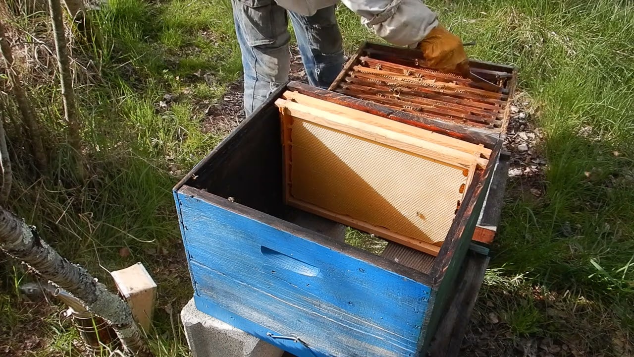 Changement de ruche.