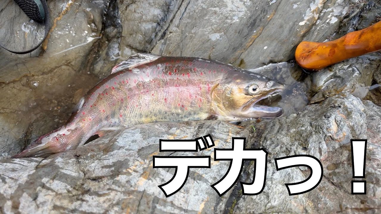 関西にこんなアマゴが釣れる渓流があるってマジ⁉︎🎣【渓流ルアーフィッシング】
