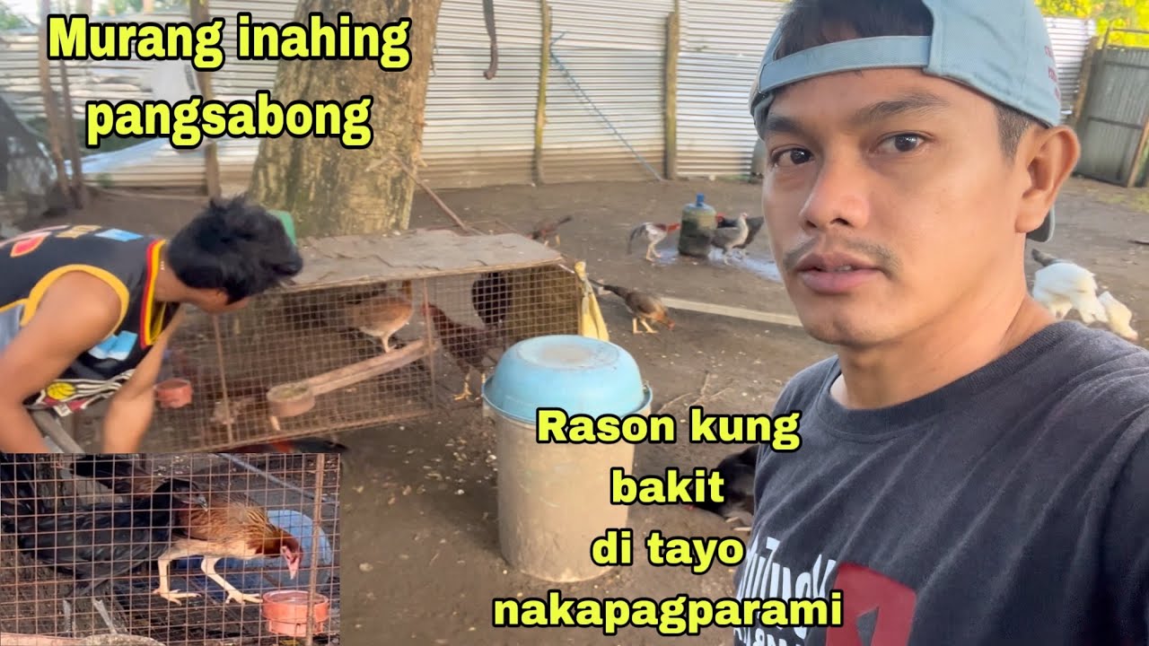 NAKABILI NA TAYO NG MURANG INAHIN NA PANGSABONG | RASON KUNG BAKIT DI TAYO NAKAPARAMI NG NATIVE
