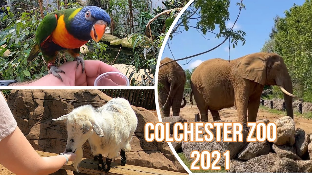 Our Day Out At Colchester Zoo