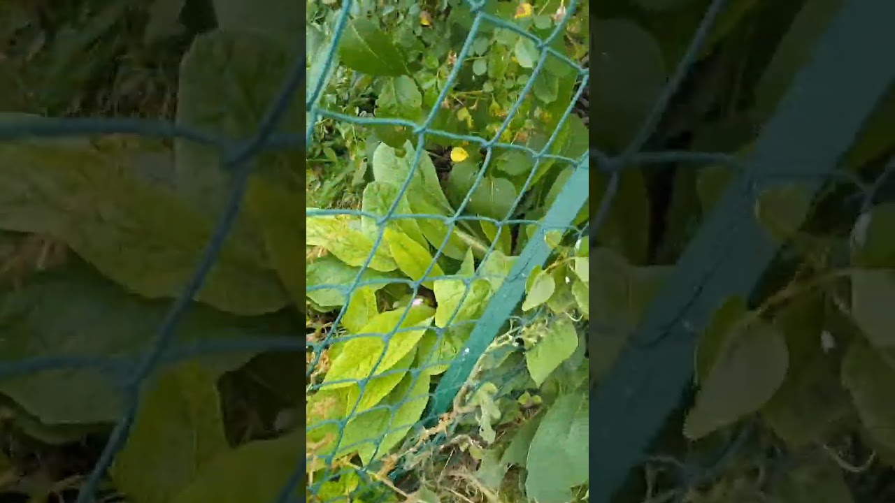 voici le d&eacute;sherbage de ce matin avec la butte lasagne