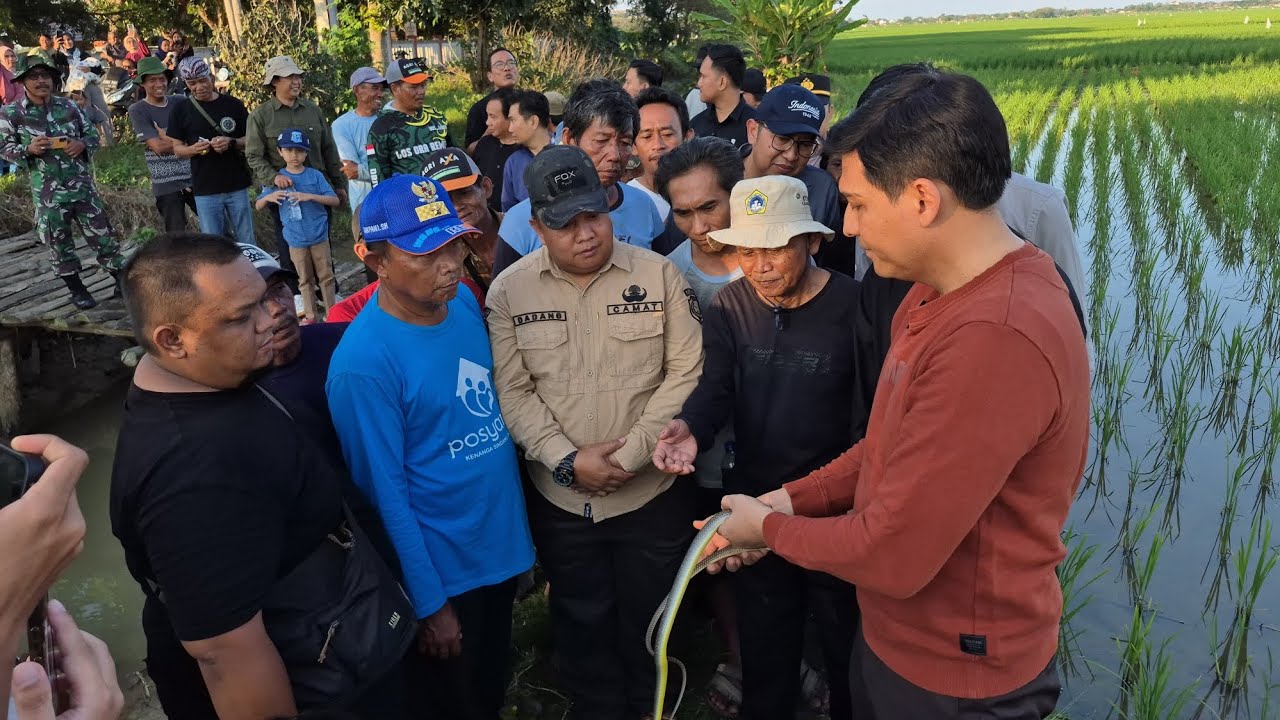 Targetkan 10 Ribu Ular, Strategi Indramayu Perangi Tikus Demi Panen Petani