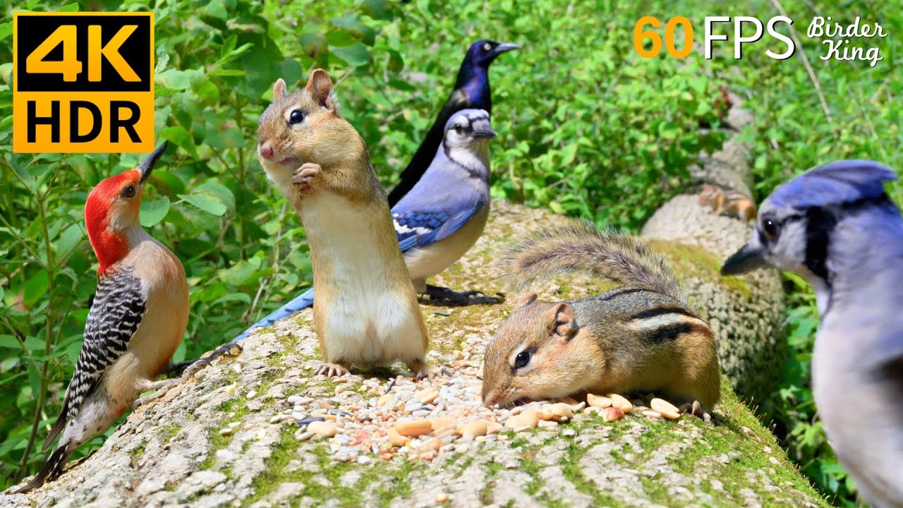 КОШКА ТВ 😺 Забавные бурундуки, птицы и белки 🐿 8 часов 4K HDR 60FPS