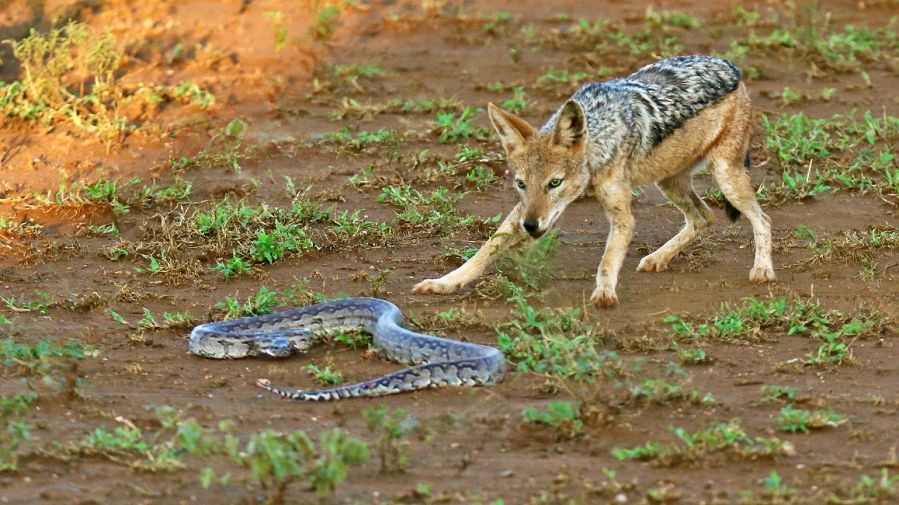 This Python was Too Strong for Hungry Jackals