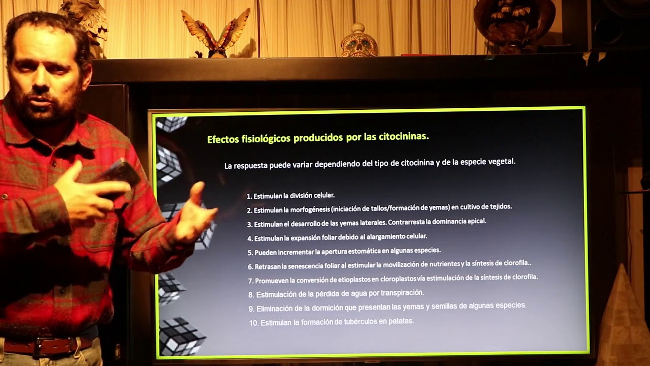 Efectos de la citocininas en la fisiología de las plantas
