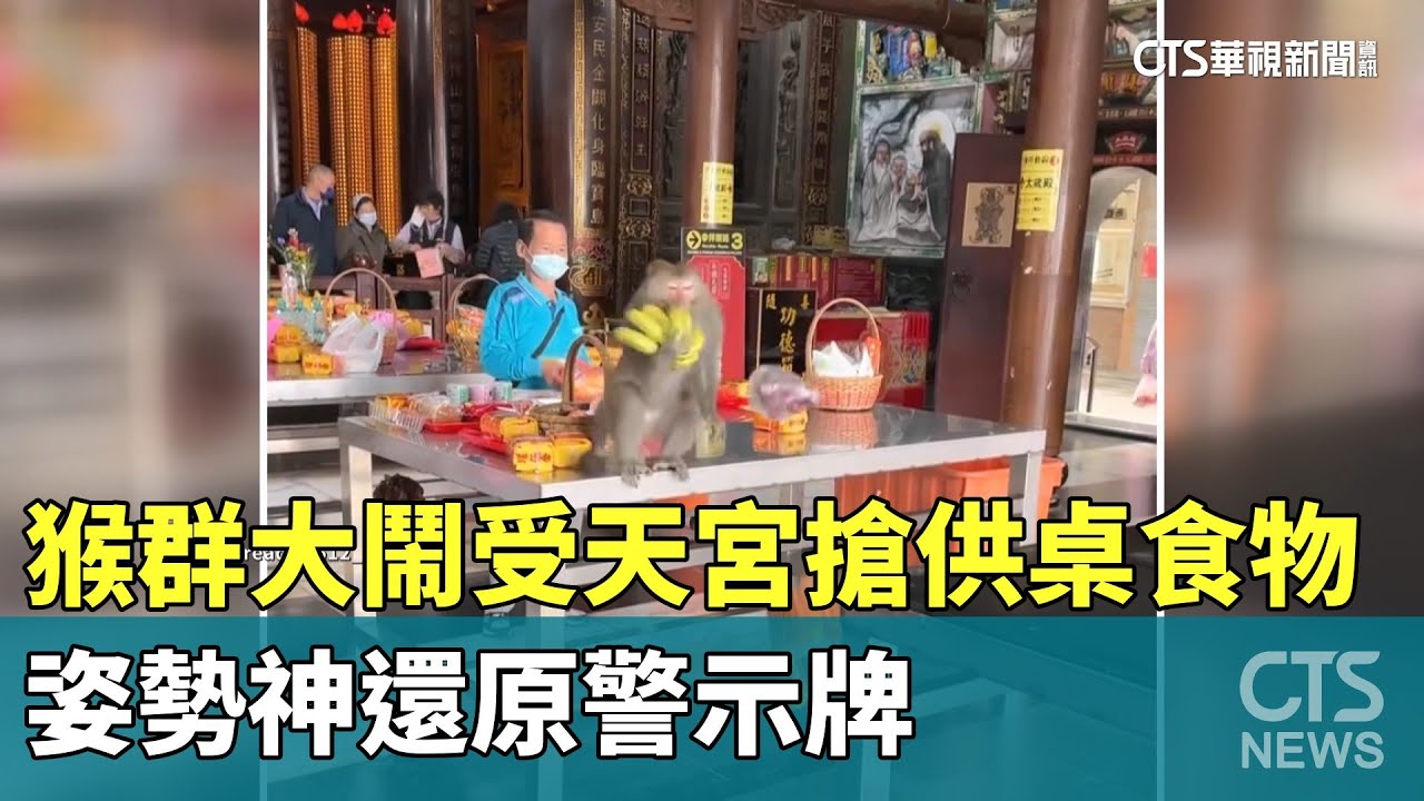 猴群大鬧受天宮搶供桌食物　姿勢神還原警示牌｜華視新聞 20260121 @CtsTw