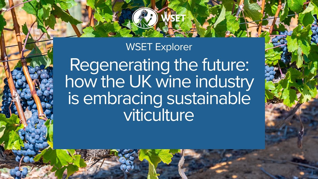 Regenerating the future: how the UK wine industry is embracing sustainable viticulture