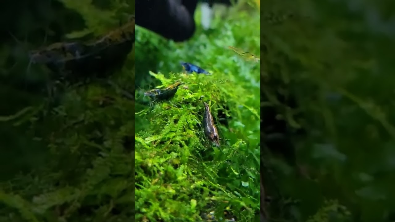 I hate culling shrimp sometimes #shorts #tgoe