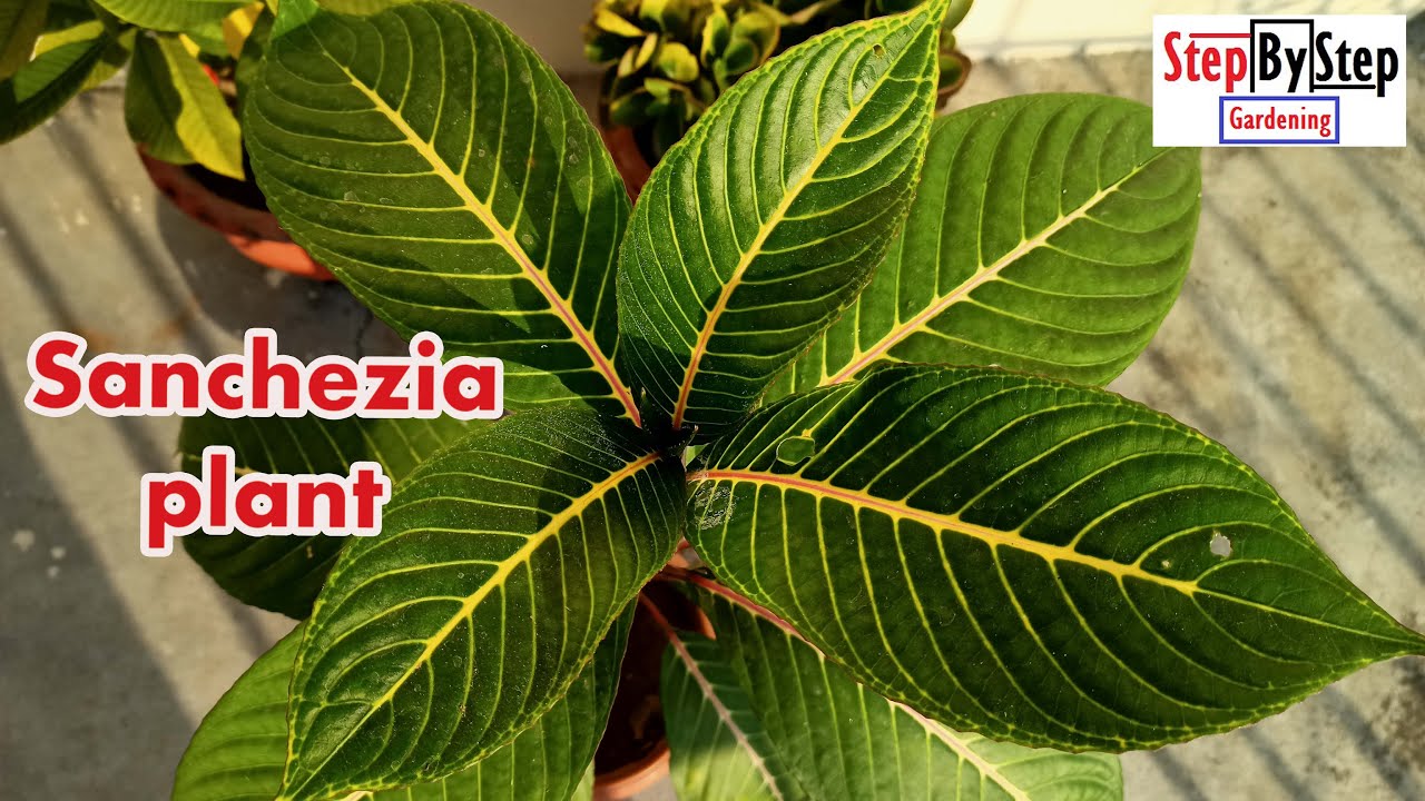 How to grow Sanchezia plant from stem cutting//Sanchezia plant propagation