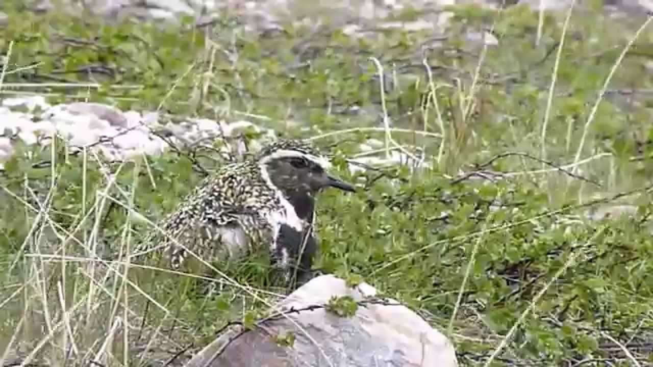Arctic Wildlife in Norway - Tiere der norwegischen Arktis - Arktisk Dyreliv -Faune arctique   -2-